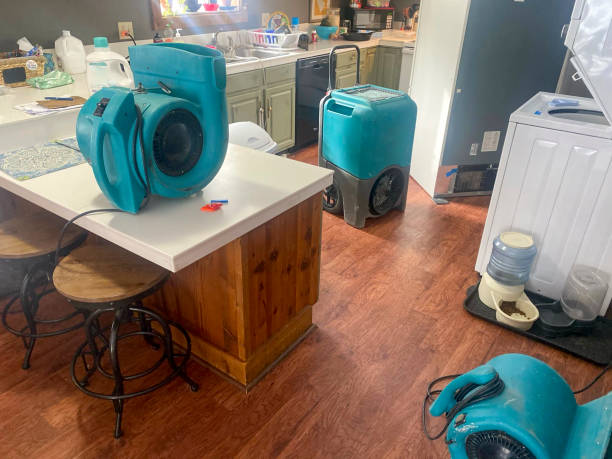 Best Basement water damage restoration  in University, FL