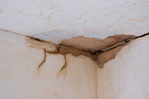 Best Carpet water damage restoration  in University, FL